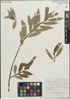 Foto von Salix pellita (Andersson) Bebb